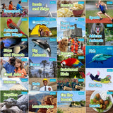 No Nonsense Phonics Collection - 24 Books