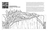 The Reptiles Coloring Book