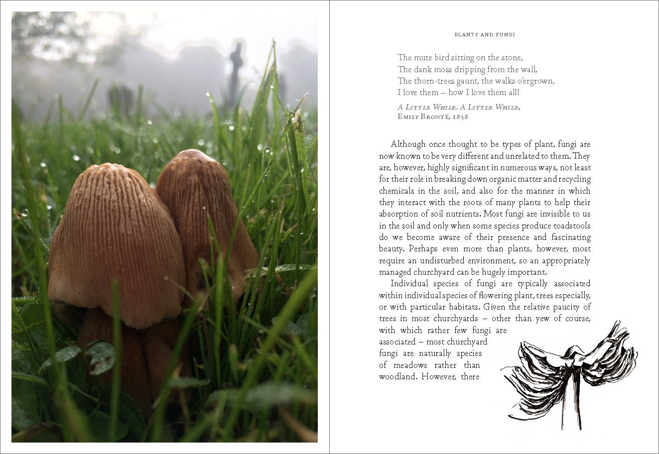 Earth to Earth: A Natural History of Churchyards