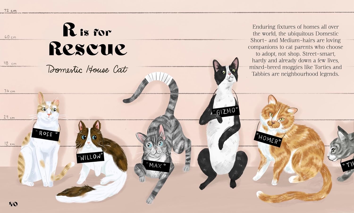 Catphabet: A whimsical celebration of our favourite feline friends, for fans of Grumpy Cat and What Cats Want