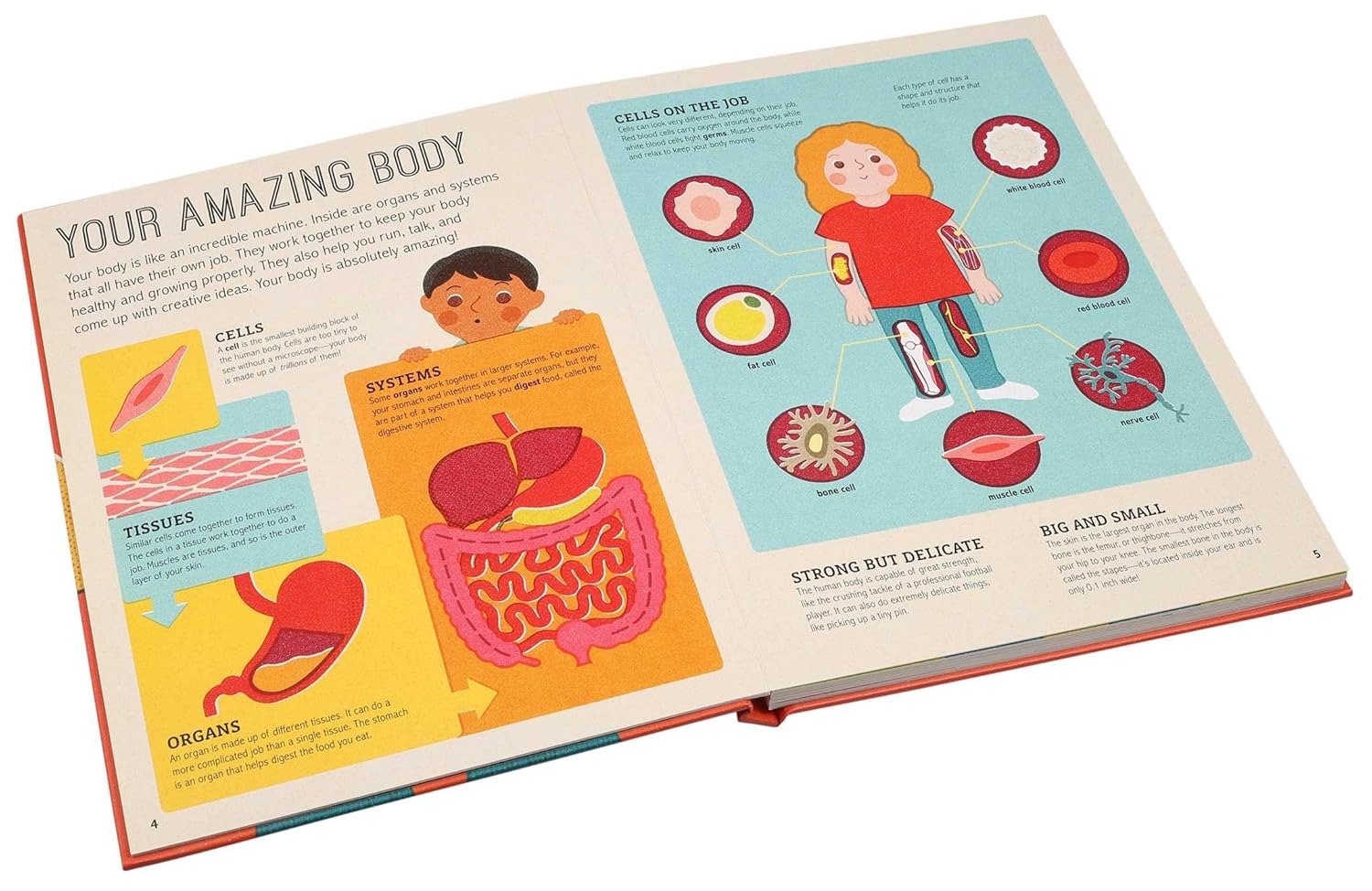 Magic Magnifying Glass: Human Body