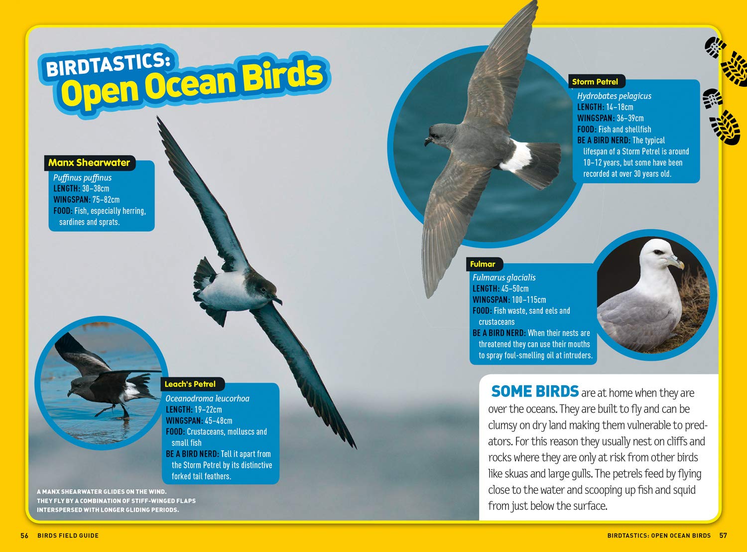 Ultimate Explorer Field Guides British Birds: Find Adventure! Have Fun outdoors! Be a bird spotter!