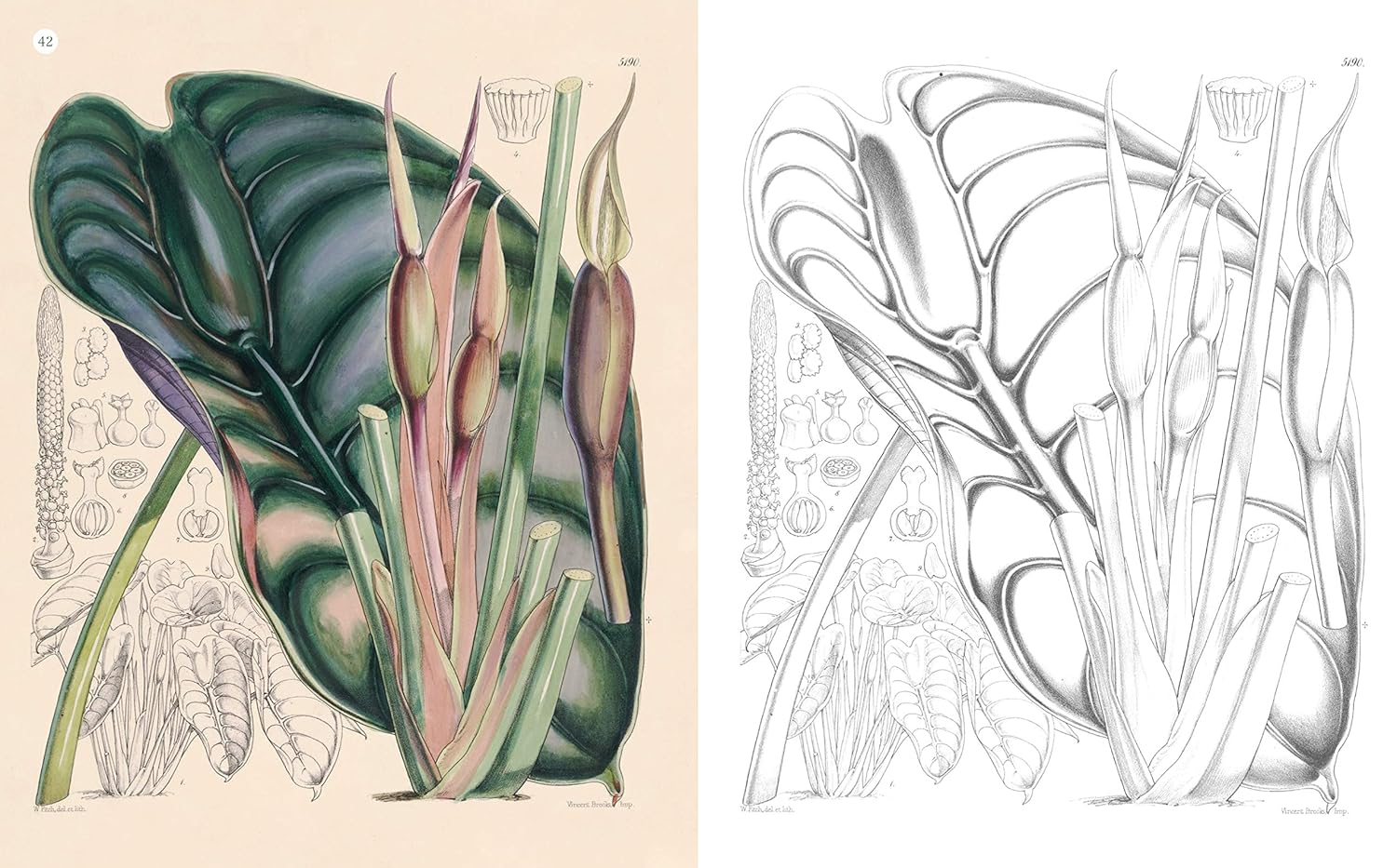The Kew Gardens World of Flowers Colouring Book