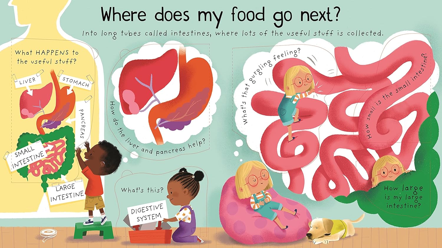 First Questions and Answers: Where does my food go?