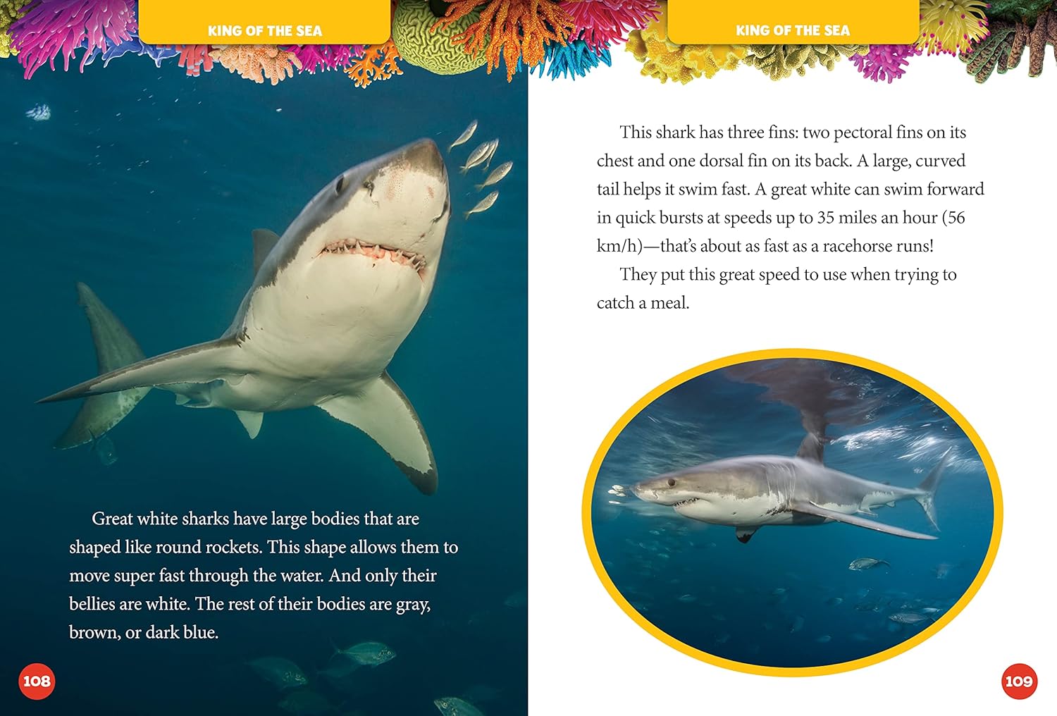 National Geographic Kids 5-Minute Shark Stories - 5-Minute Stories