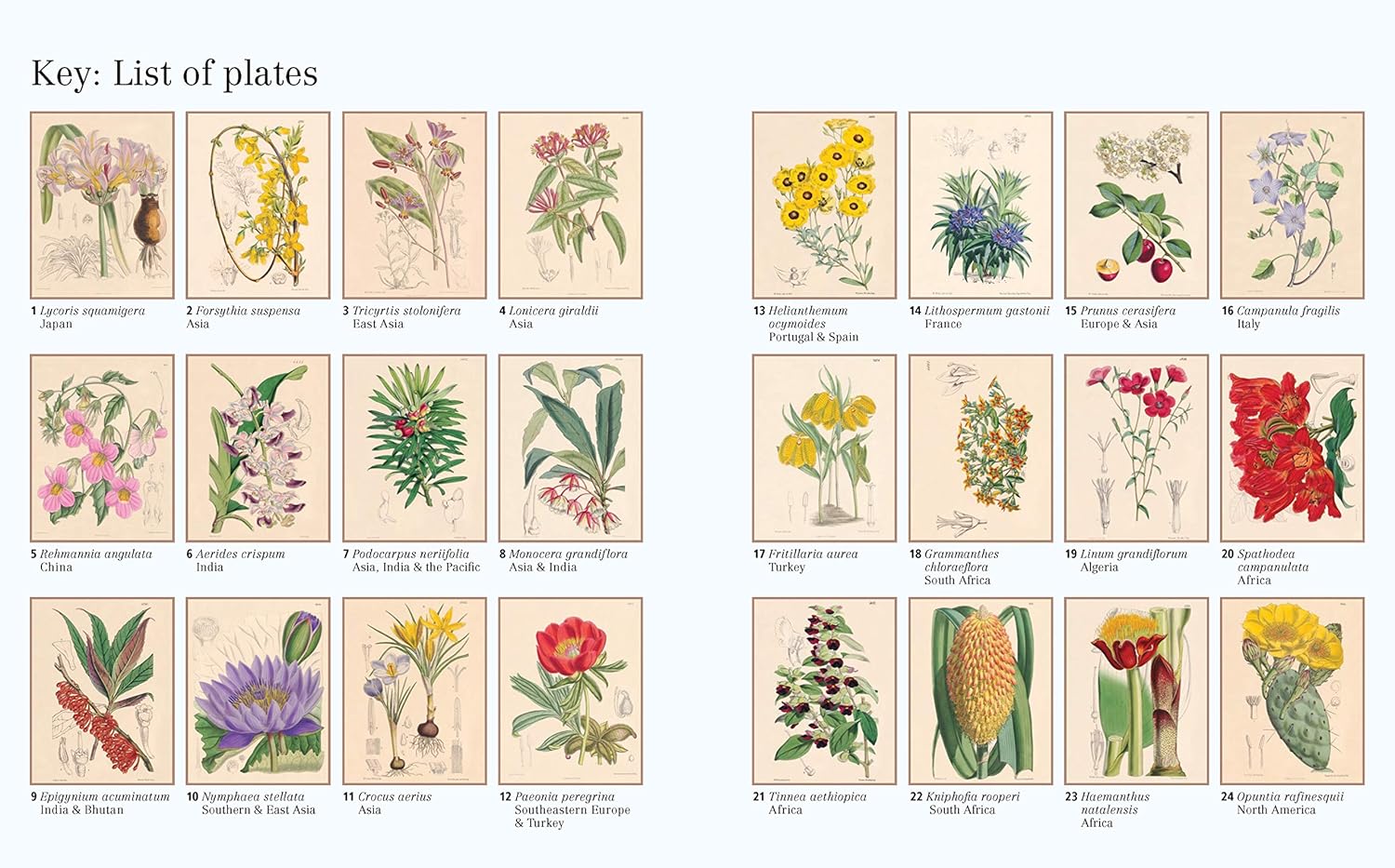 The Kew Gardens World of Flowers Colouring Book