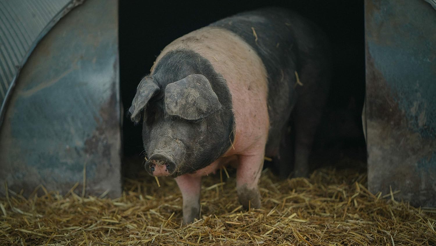 PIG: Tales from an Organic Farm