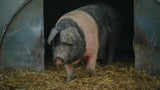 PIG: Tales from an Organic Farm