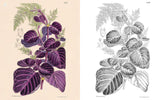 The Kew Gardens World of Flowers Colouring Book