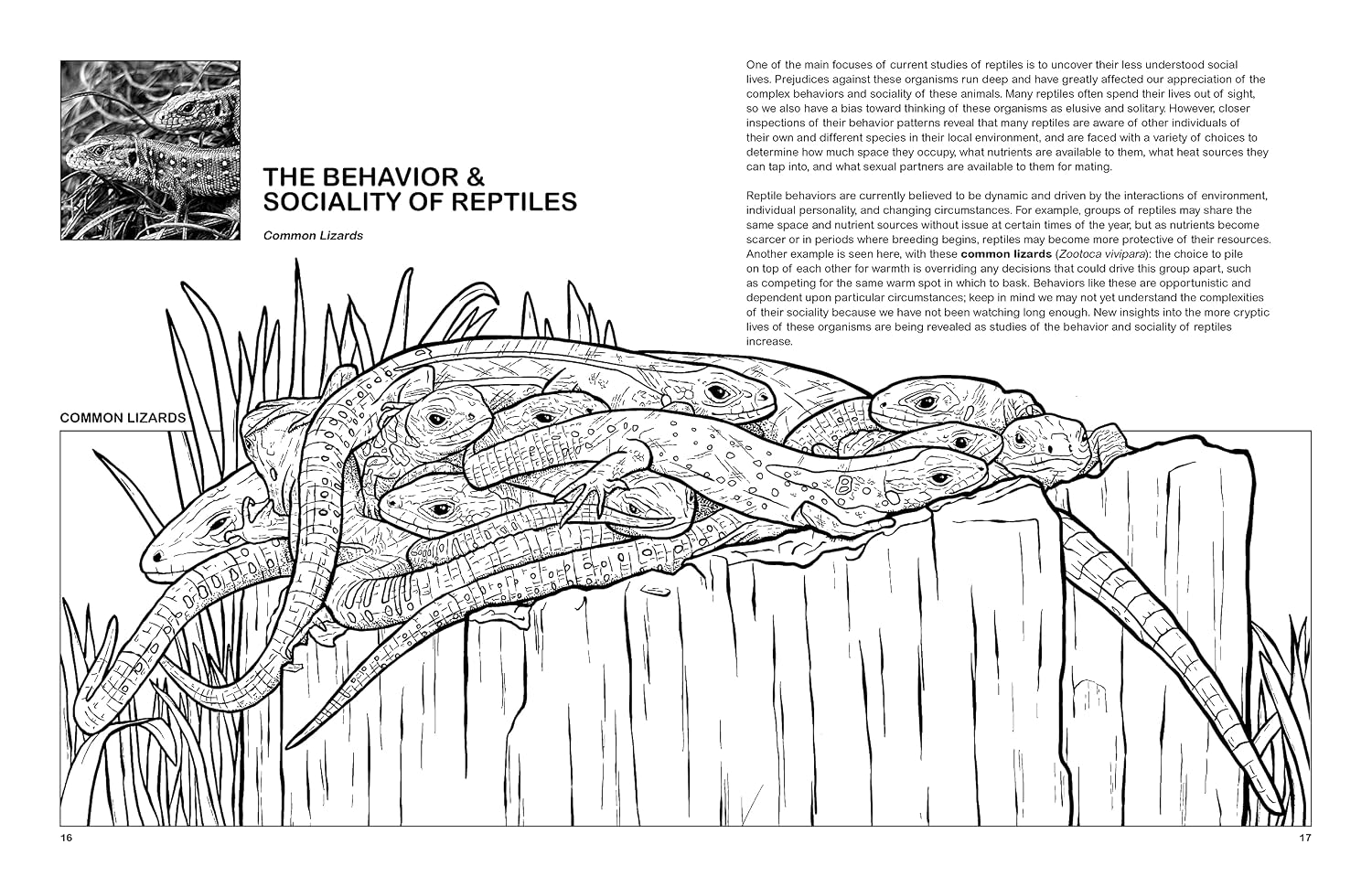 The Reptiles Coloring Book