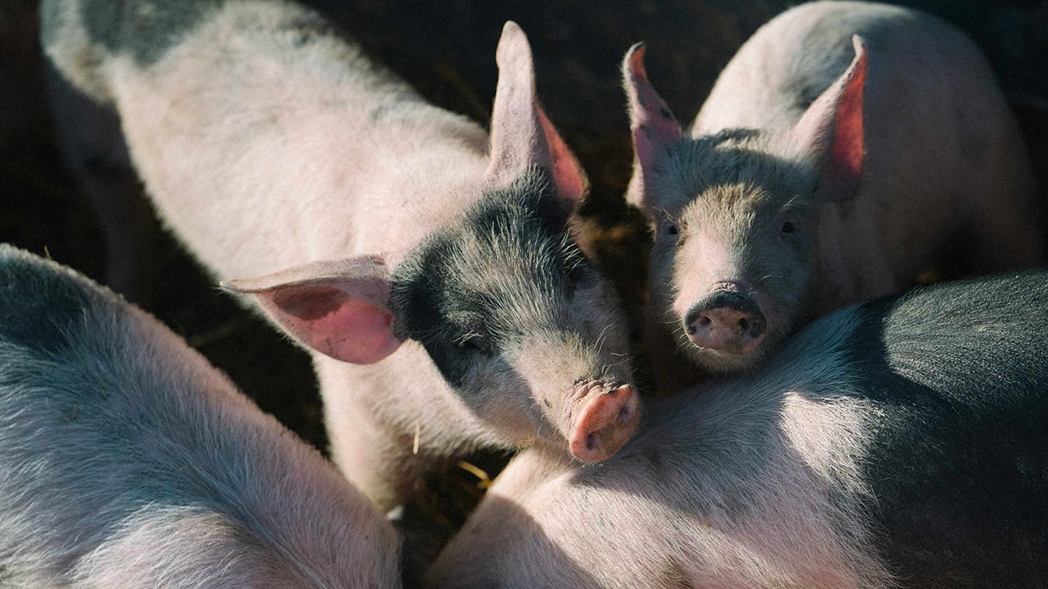 PIG: Tales from an Organic Farm