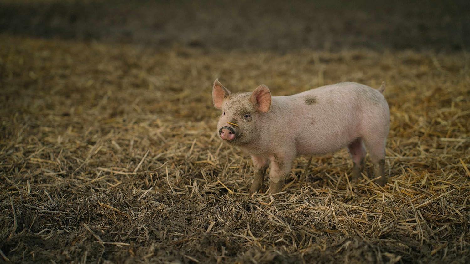 PIG: Tales from an Organic Farm