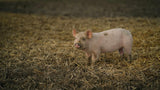 PIG: Tales from an Organic Farm
