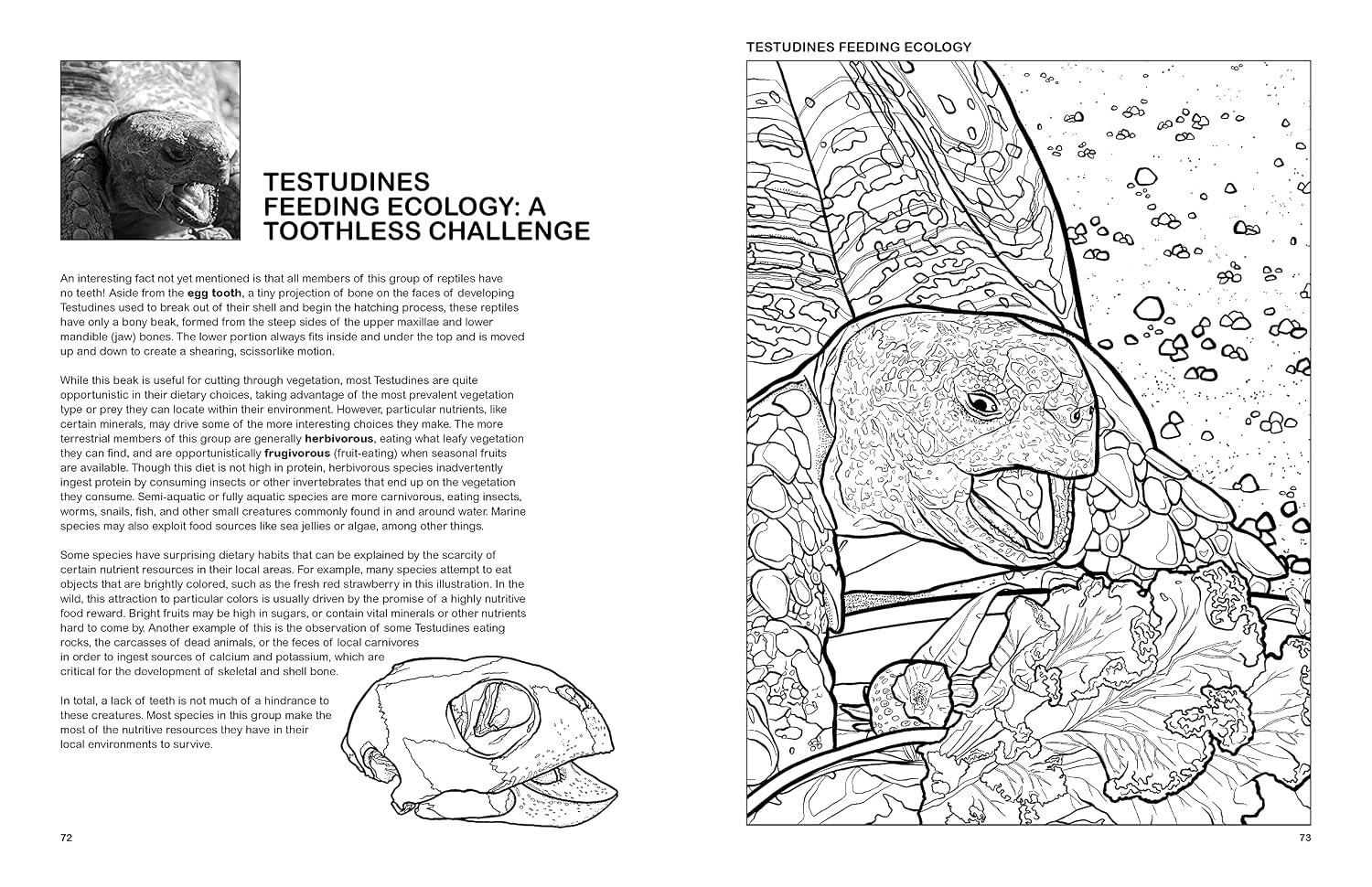 The Reptiles Coloring Book