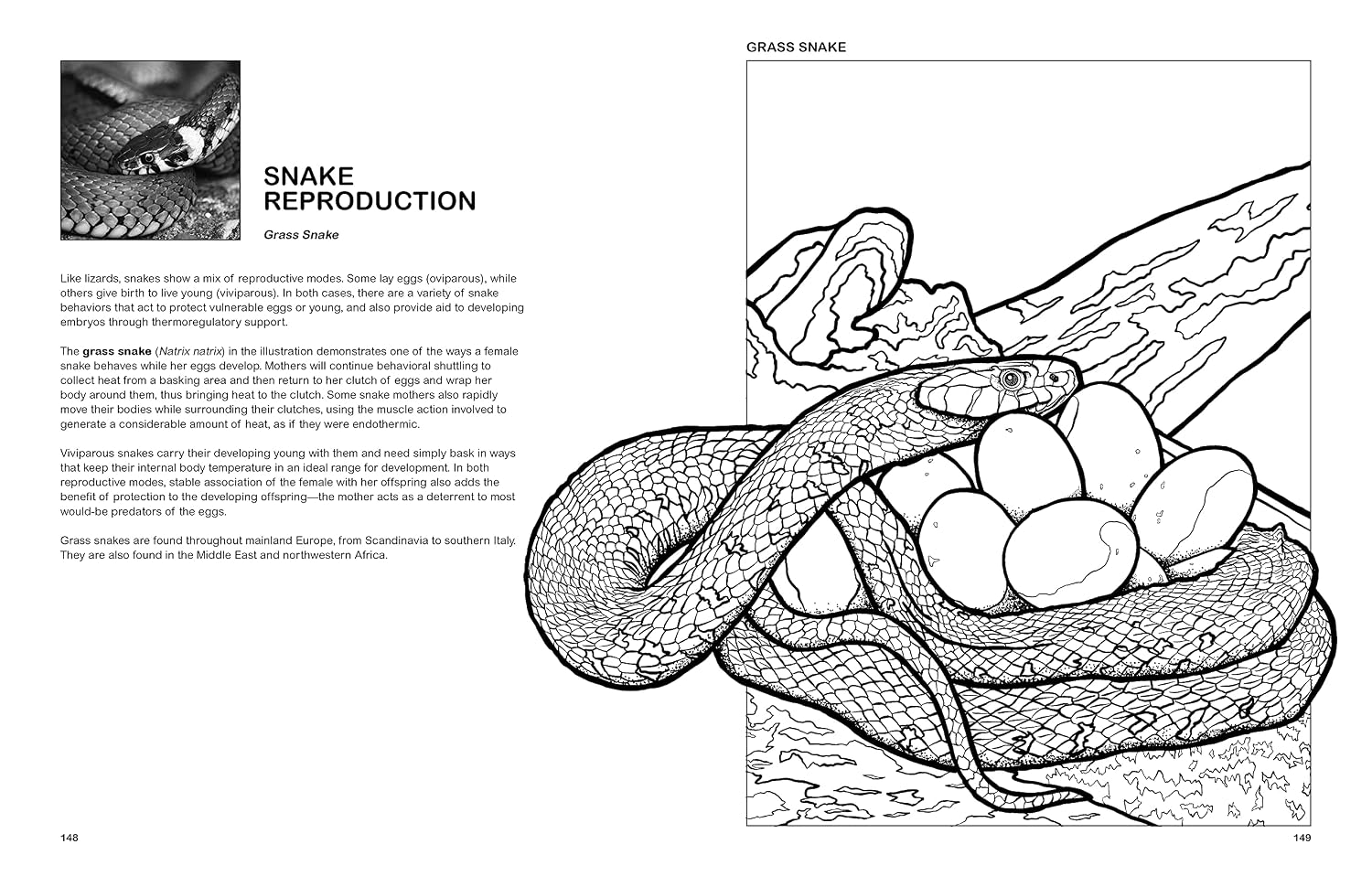 The Reptiles Coloring Book