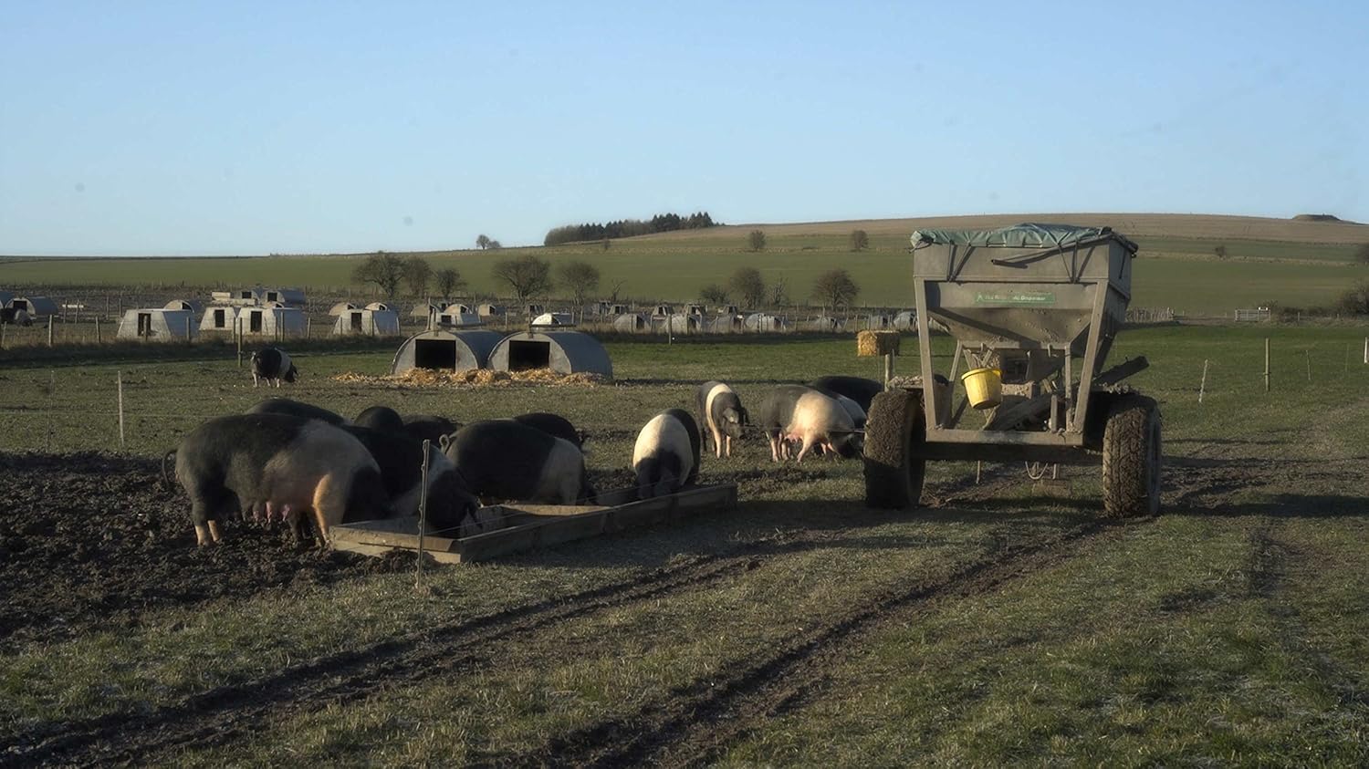 PIG: Tales from an Organic Farm