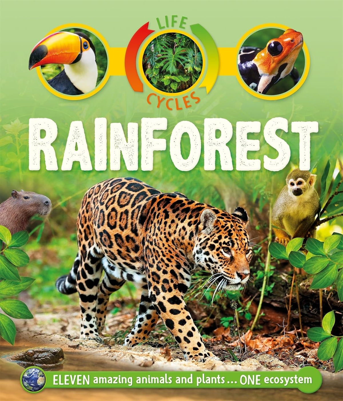 Life Cycles Rainforest